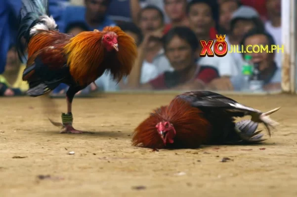 Raise fight chicken Xojili